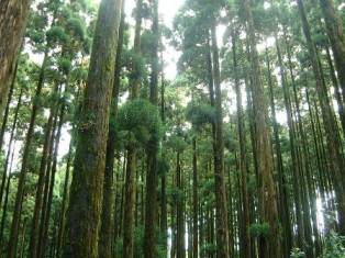 20060116142916-bosque.jpg