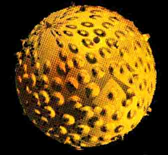 20070129181921-gripe-virus.jpg