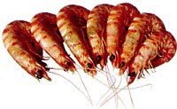 20070808131104-langostinos.jpg